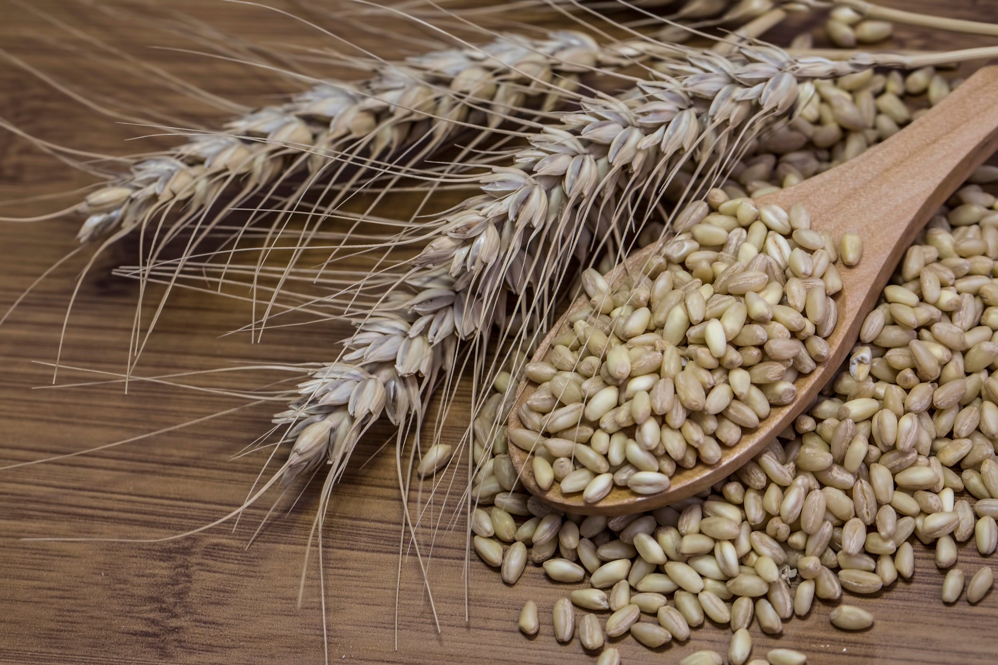 Khapli Wheat vs Regular Wheat: Which is Better for Your Health?