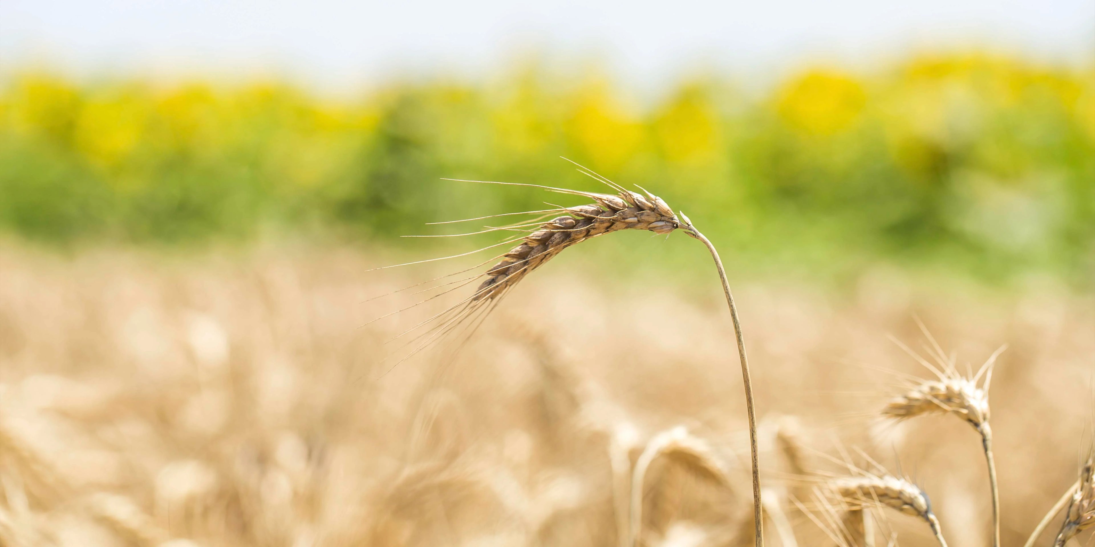 Wholesome Nutrition, Every Day