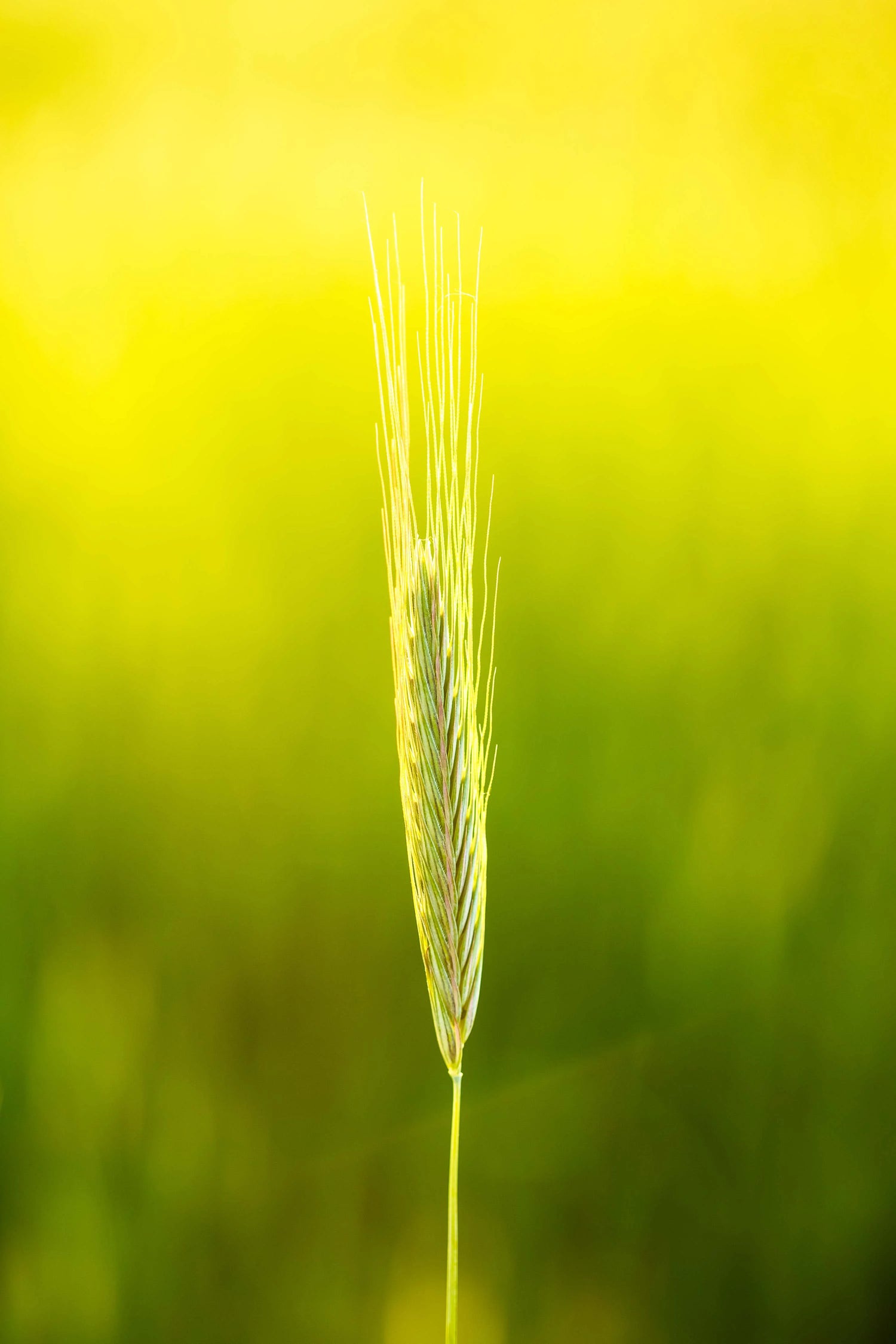 Pure Grains. Honest Food. mobile