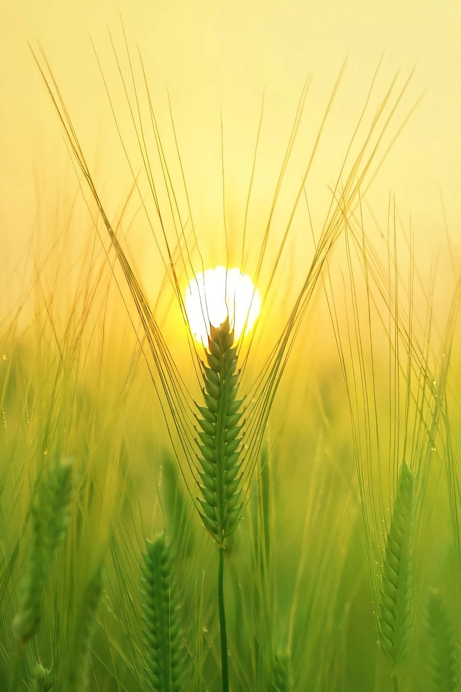 Wholesome Nutrition, Every Day mobile