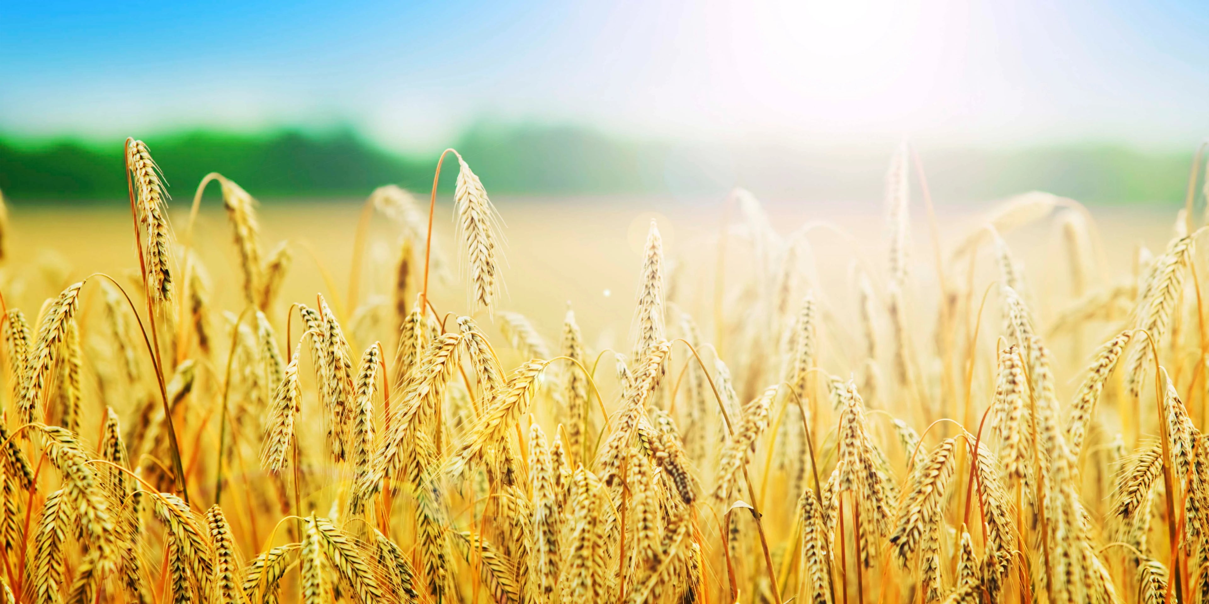 Pure Grains. Honest Food.